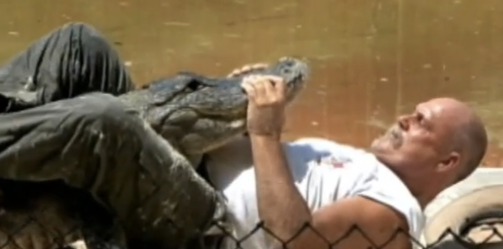 Watch Alligator Wrestler Training