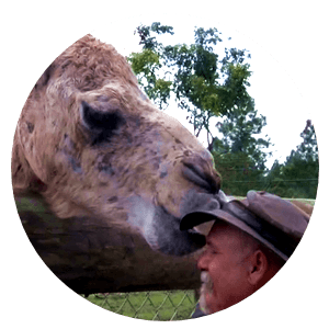 Chewy is a camel originally from a farm in Central Florida where he got beat up by other male camels to a point that the owner did not want to deal with it anymore... 