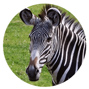 Zulu is a zebra who was originally acquired for a kids camp. Management didn't know that zebras are basically wild horses and not quite suitable for kids...