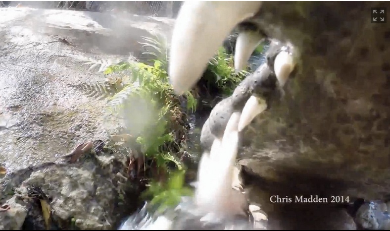 American Crocodile eats Go-Pro Camera at Outpost