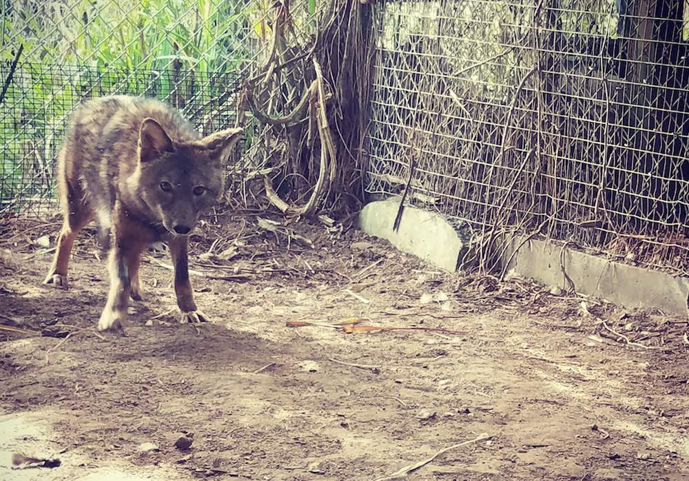 February 2017 Update: rescuing and releasing a coyote