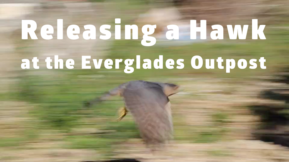 Releasing a Hawk at the Everglades Outpost