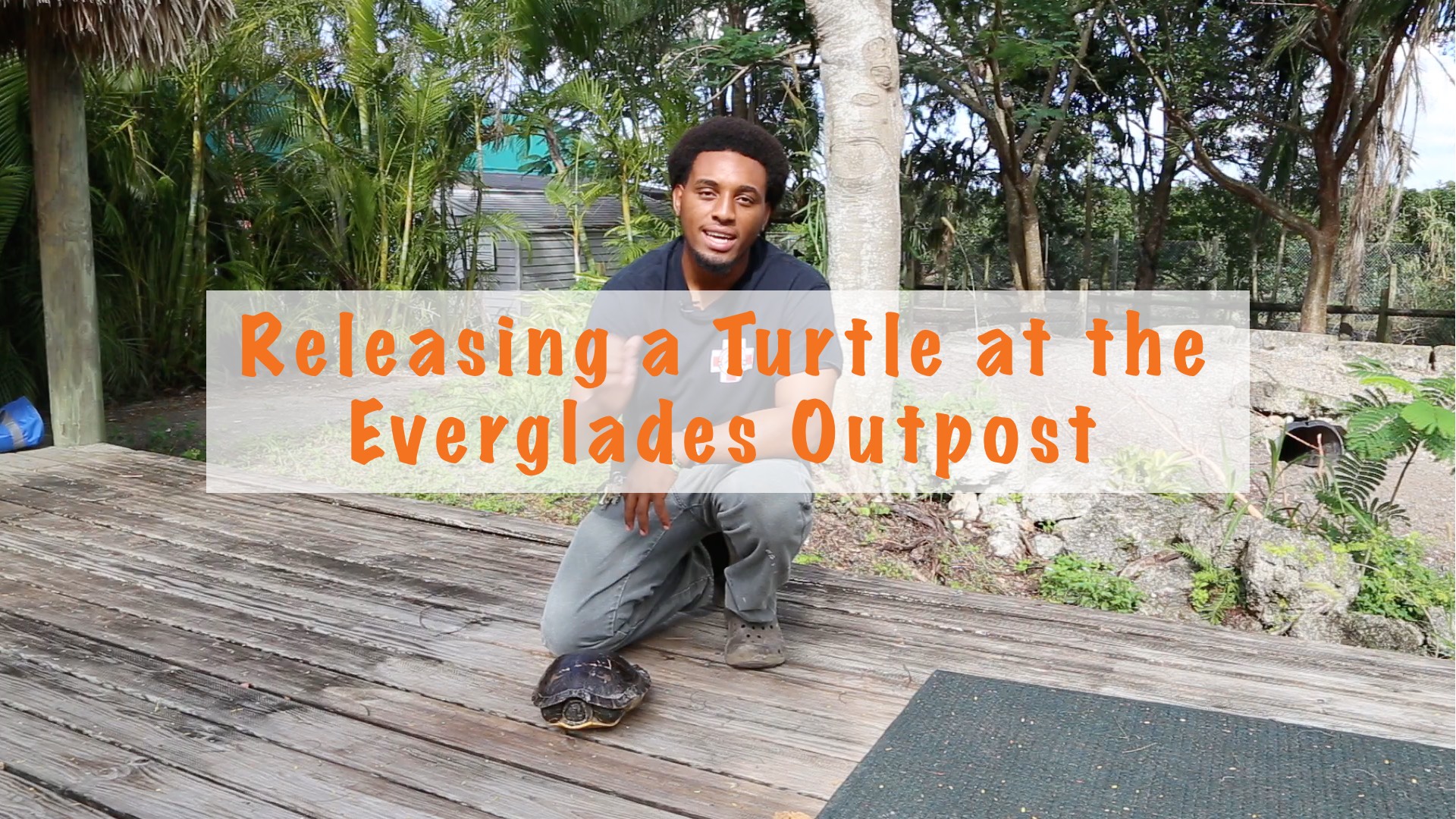 Releasing a turtle at the Everglades Outpost