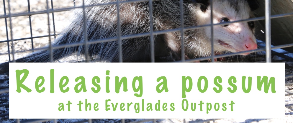 Releasing a possum at the Everglades Outpost