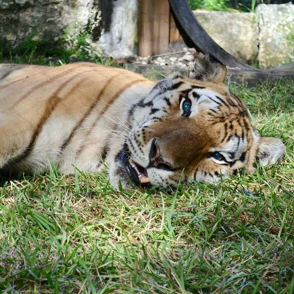 Remembering Rocky, the Tiger