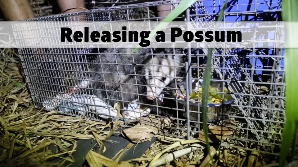 Releasing a Possum