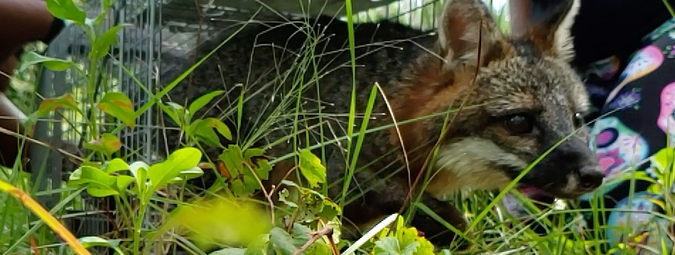 Releasing a Gray Fox